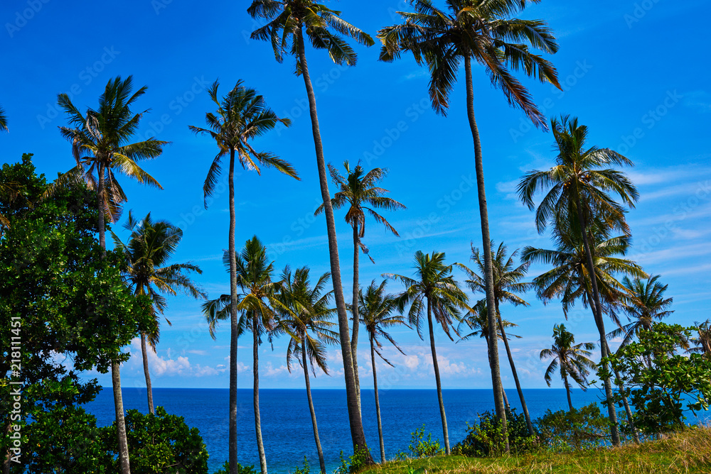 Coconut palm and beautiful tropical beach. Tall palm trees in a row at untouched tropical beach. Palm trees against blue sky at tropical coast. Travel, summer and vacation concept. Beauty world.