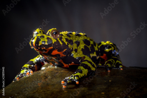 Fire Bellied Toad photo