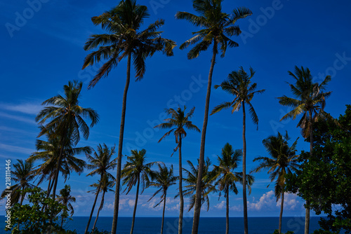 Coconut palm and beautiful tropical beach. Tall palm trees in a row at untouched tropical beach. Palm trees against blue sky at tropical coast. Travel, summer and vacation concept. Beauty world.