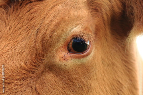 Eye of the icelandic cow