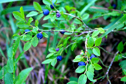 the blueberries impregnated with useful vitamins. wild berry.