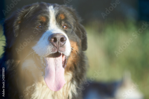 sennenhund dog portrait in nature with sticking out tongue