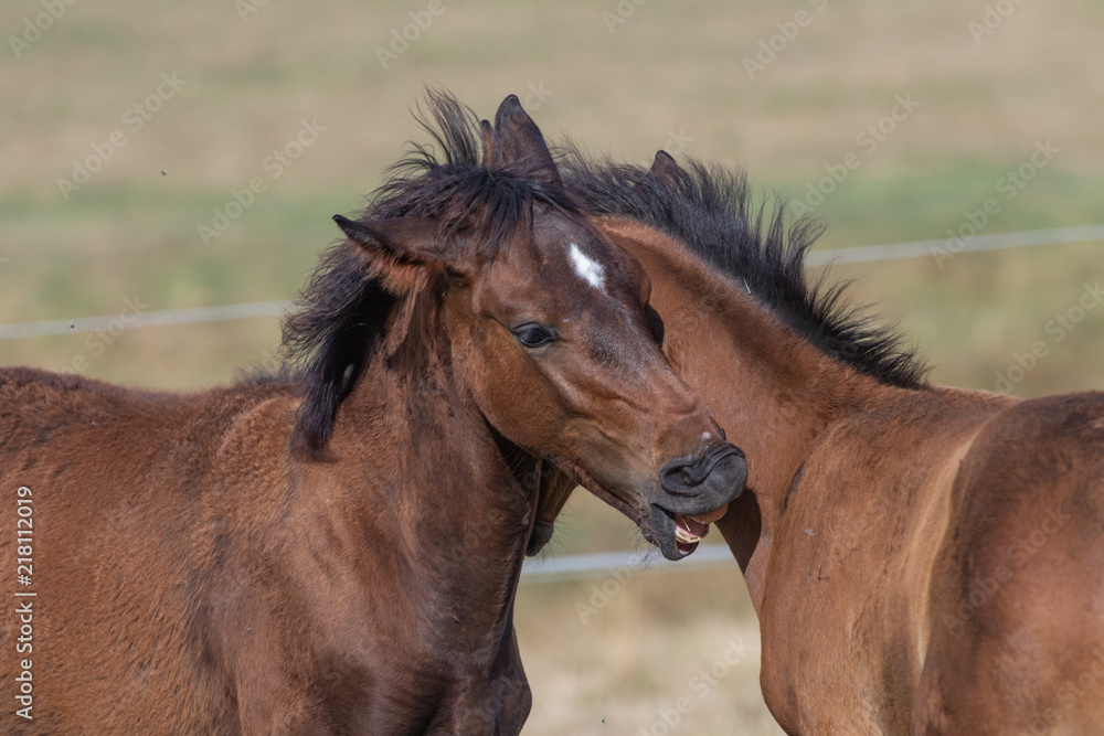 Fototapeta premium Fohlen mit offenem Maul beim Spiel