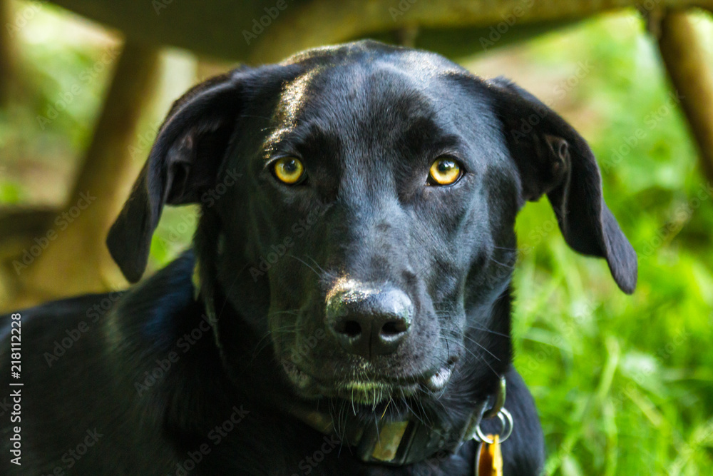 Black Labrador Retriever Dog