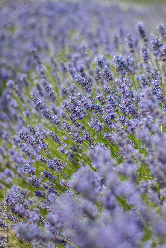 Lavender flowers