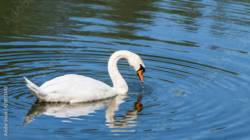Beautiful white mute swan on water surface. Cygnus olor. Idyllic tranquil scene. Elegant swimming bird in profile when eating aquatic plant. Mirroring in rippled lake. Idea of wildlife, peace, purity.