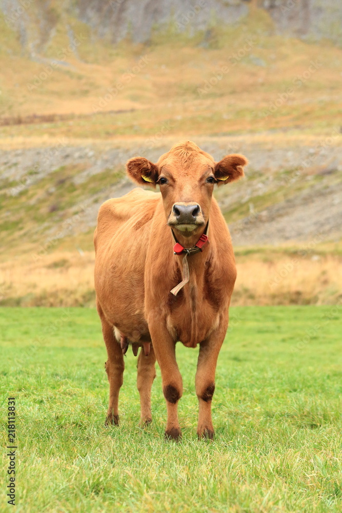 Icelandic cow outside on the meadow