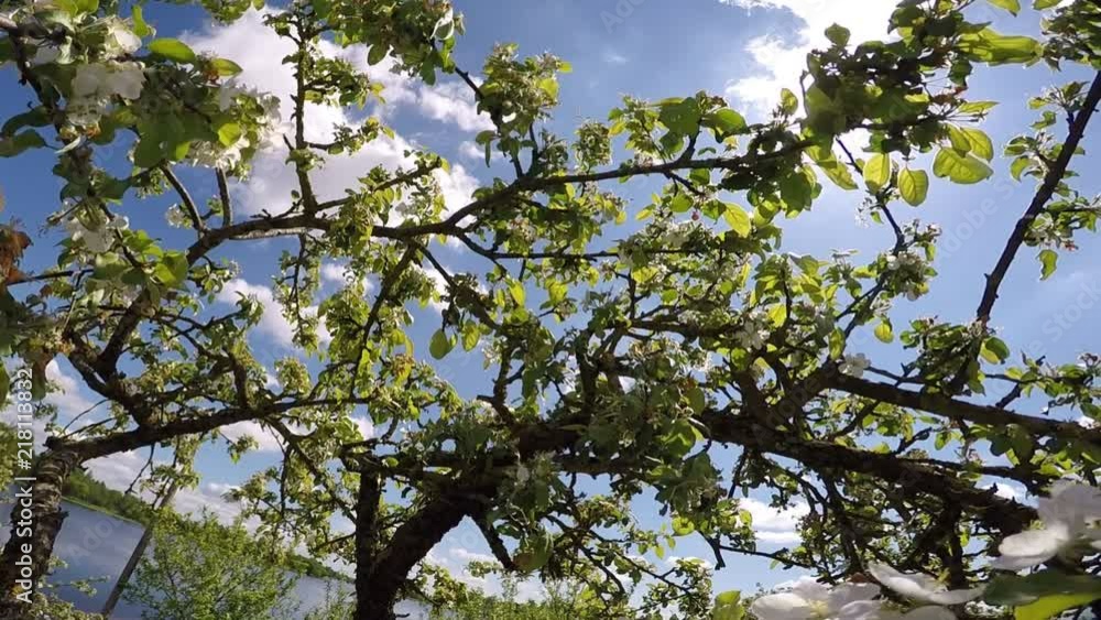 Blossoming apple tree on a sunny spring day Blossoming apple tree on a sunny spring day