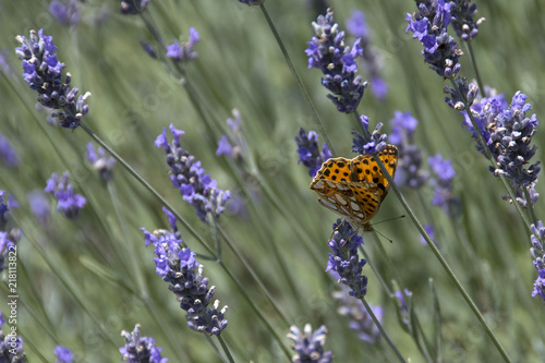 Fototapeta Naklejka Na Ścianę i Meble -  Lavandeto