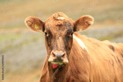 Portrait of the icelandic cow