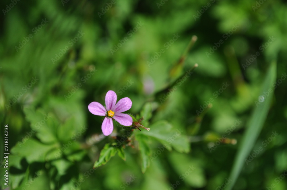 Little lavender flower amongst greenery Little lavender flower amongst greenery