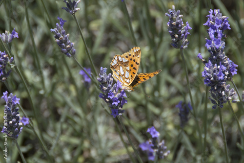 Fototapeta Naklejka Na Ścianę i Meble -  Lavandeto