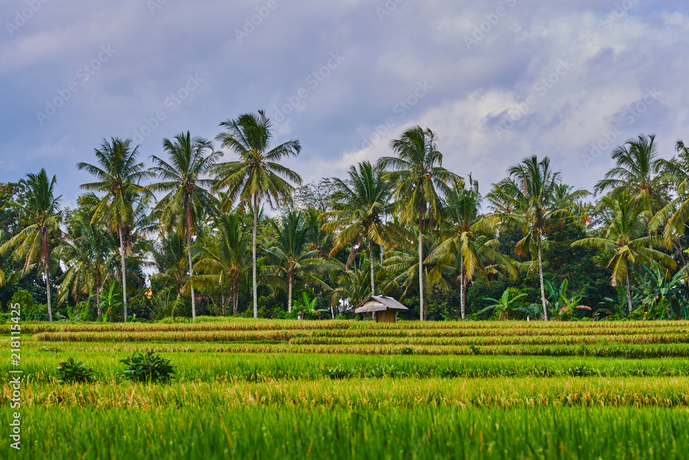 Rural landscape. Bali rice fields. Color in nature. Beauty in the world. Green riсe fields and blue sky with clouds in the background. Beautiful green rice terraces lit by sun on a cloudy day. Rural landscape. Bali rice fields. Color in nature. Beauty in the world. Green riсe fields and blue sky with clouds in the background. Beautiful green rice terraces lit by sun on a cloudy day.