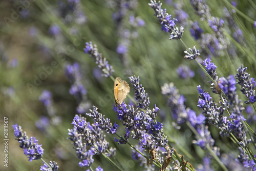 Fototapeta Naklejka Na Ścianę i Meble -  Lavandeto