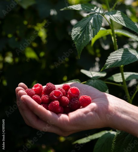 Handful of ripe raspberries in the garden