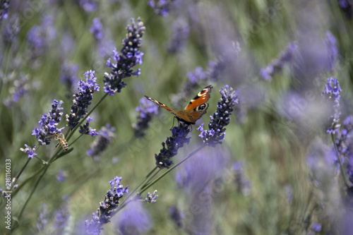 Fototapeta Naklejka Na Ścianę i Meble -  Lavandeto