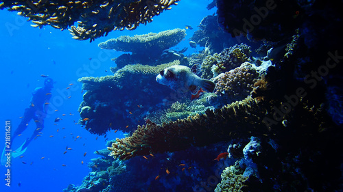 Diving in red sea