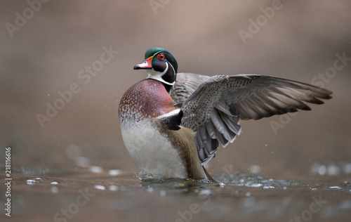 Wood Duck Flapping wings