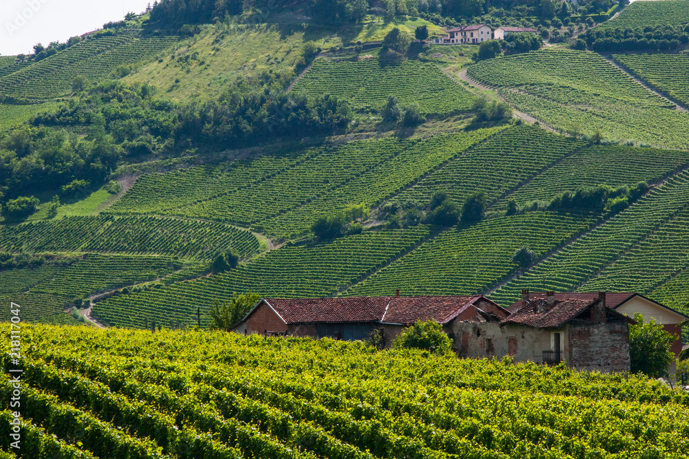Landscape of wine fields with house.