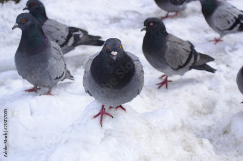 Photo of beautiful pigeons
