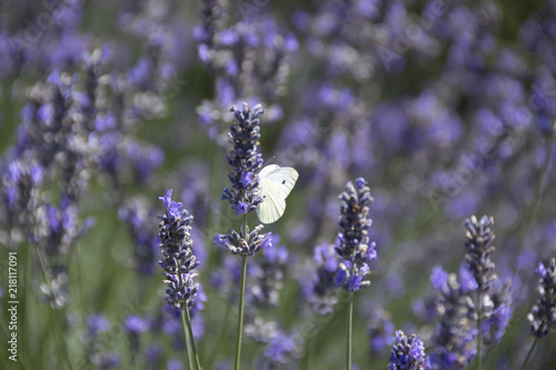 Fototapeta Naklejka Na Ścianę i Meble -  Lavandeto