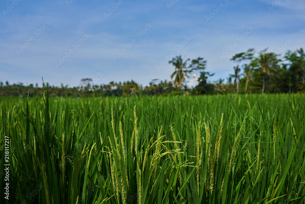 Rice field green grass, sky cloudy.  Terraces.The traditional cultivation in a valley among the mountains. Rice cultivation. Beautiful view. Agriculture concept. Harvesting time. Farm, paddy field.