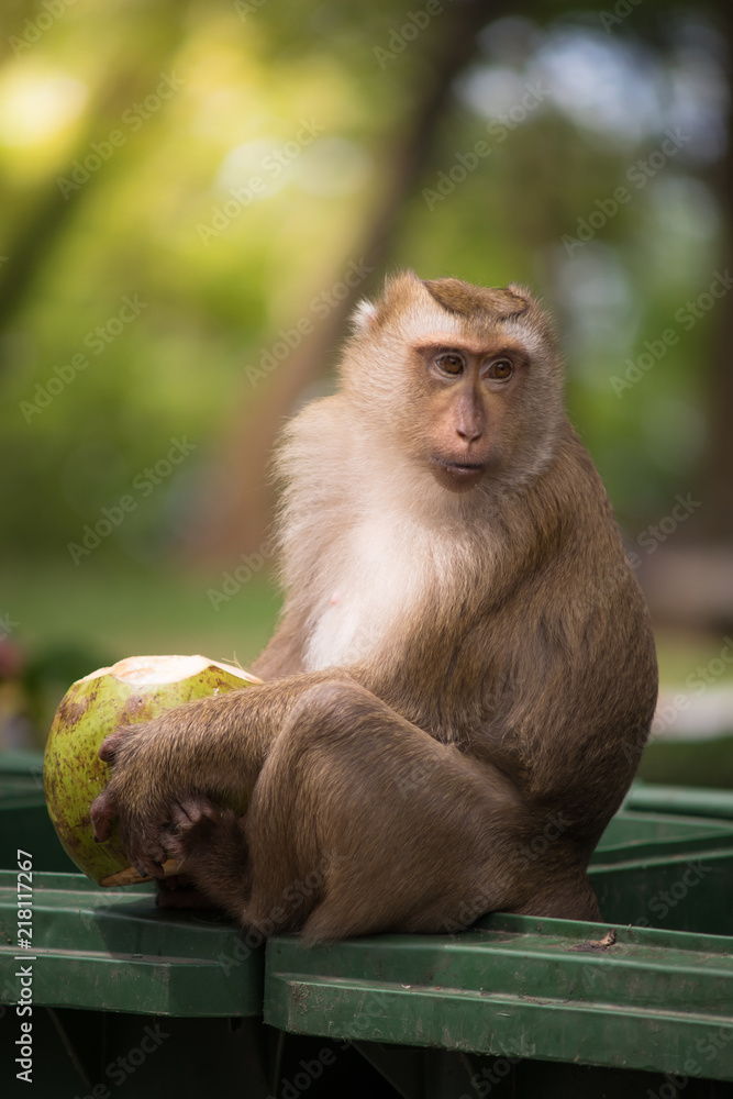 Fototapeta premium brown monkey sitting on green bin and eating green coconut , hand and foot hold on coconut