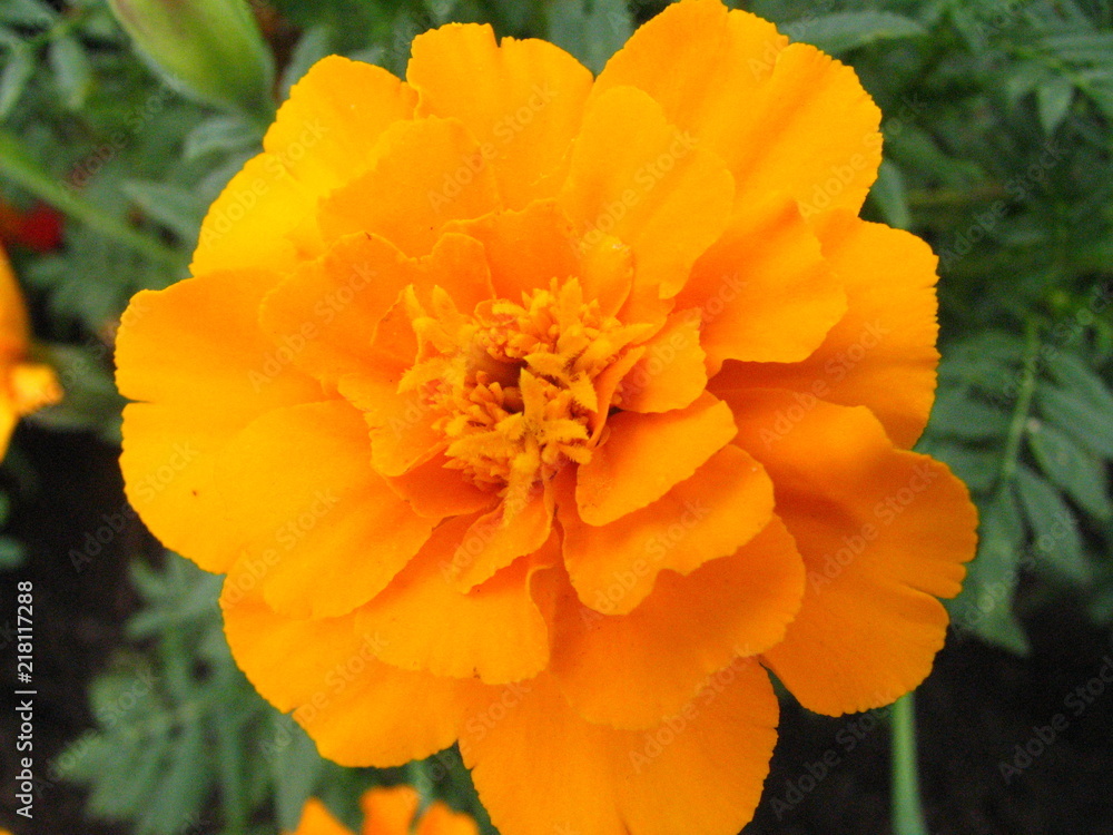 marigold flower vegetation marigold flower vegetation