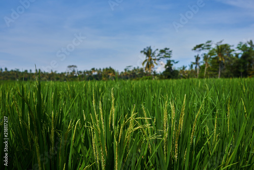 Rice field green grass  sky cloudy.  Terraces.The traditional cultivation in a valley among the mountains. Rice cultivation. Beautiful view. Agriculture concept. Harvesting time. Farm  paddy field.