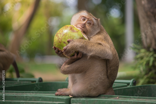 Photography brown monkey sitting on green bin and eating green coconut , bite with teeth, ha