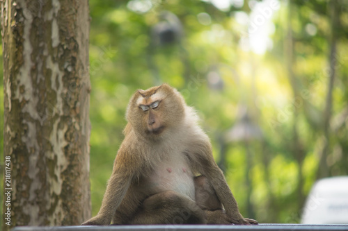 brown monkey sitting on concrete chair and close the eye