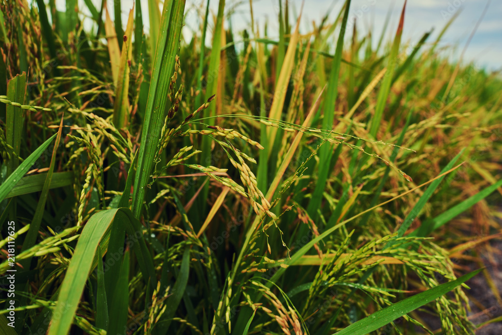 Fototapeta premium Сlose up of yellow green rice field. Autumn rice field of good harvest. Agriculture. Harvesting time. Farm, paddy field. Mature harvest. Lush gold fields of the countryside. Organic food. Toned.
