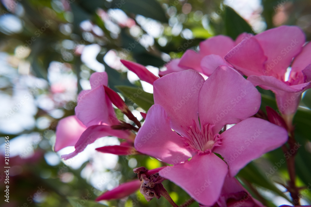 Pink Nerium Oleander flower and buds flourishing under a tree. Pink Nerium Oleander flower and buds flourishing under a tree.