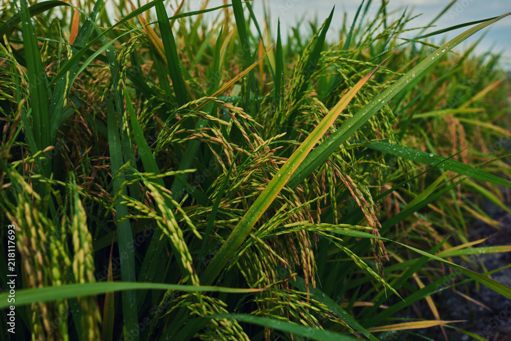 Fototapeta premium Agriculture. Harvesting time. Farm, paddy field. Rice spikes in a golden rural area. Well ripened crop. Mature harvest. Ripening field, close up, selective focus. Lush gold fields of the countryside.