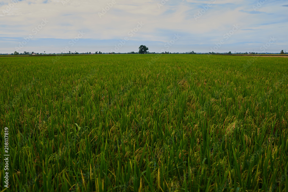 Obraz premium Сlose up of yellow green rice field. Autumn rice field of good harvest. Agriculture. Harvesting time. Farm, paddy field. Mature harvest. Lush gold fields of the countryside. Organic food. Toned.