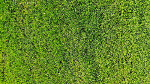 Green fluffy grass texture background