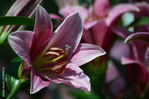 Lily blooming in the garden