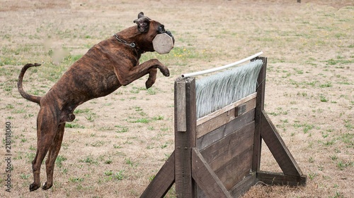 gestromter Boxer beim Apportieren über eine Hürde