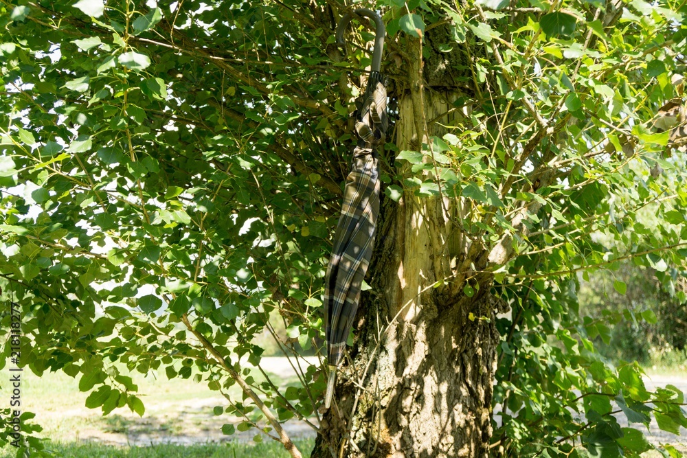 Fototapeta premium Umbrella hanging on the tree. Slovakia
