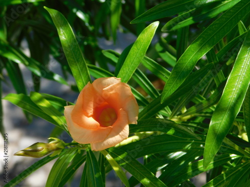  Yellow oleander or cascabela thevetia, orange flower in Glyfada, Greece photo