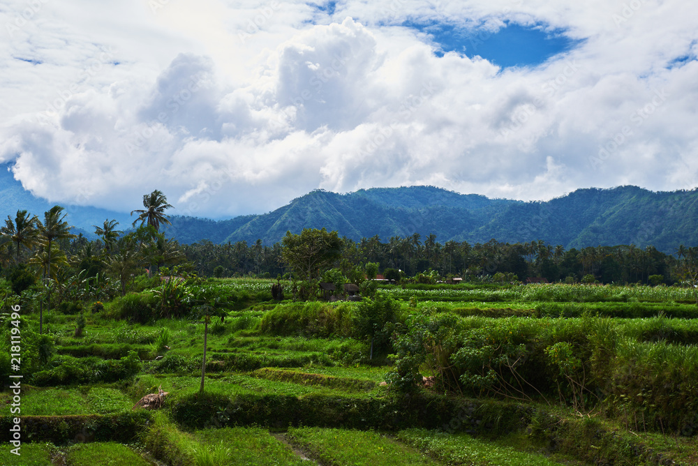 Rice terraces in the Bali Indonesia. Green rice fields  terraces on the mountain. Rice cultivation. Balinese landscapes.  Rice farming on mountains. Concept of travel.