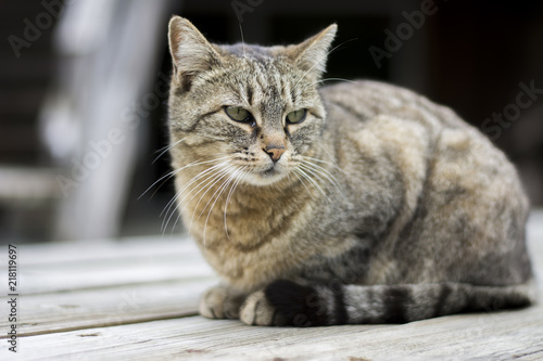 Fototapeta Naklejka Na Ścianę i Meble -  Cat on table
