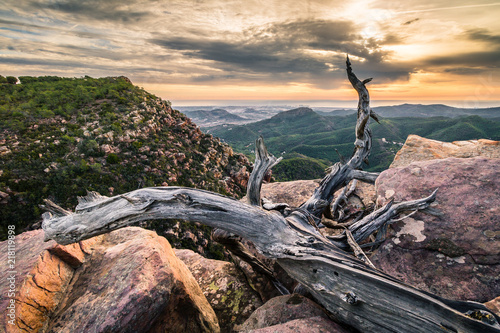 Tronco de árbol muerto sobre rocas en amanecer de día nublado © Vicente Domingo