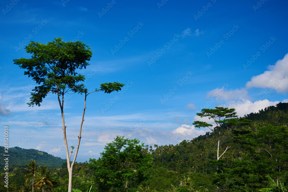 Picturesque tropical landscape nature background with lonely tree on the tropical rain forest background with copy space. Green trees and blue sky with clouds. Forest with mountain and palms trees.