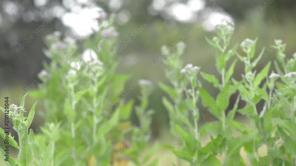 Pulling focus on flowers with tall grass and trees behind. Pulling focus on flowers with tall grass and trees behind.
