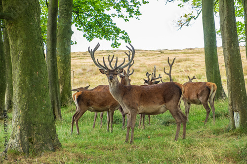 Red Deer in Lyme Park  Peak District in Cheshire  UK