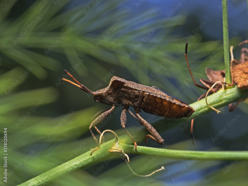 Fototapeta premium Leafbug, Lederwanze, Randwanze (Coreus marginatus )