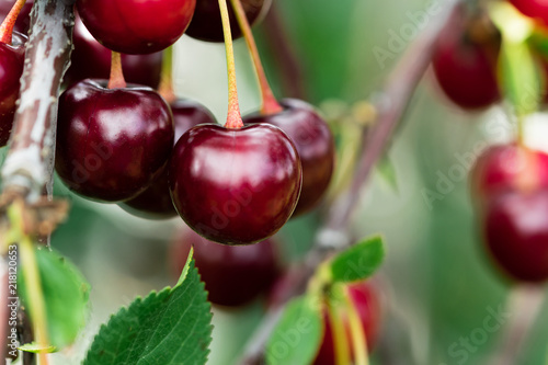 cherries on the tree