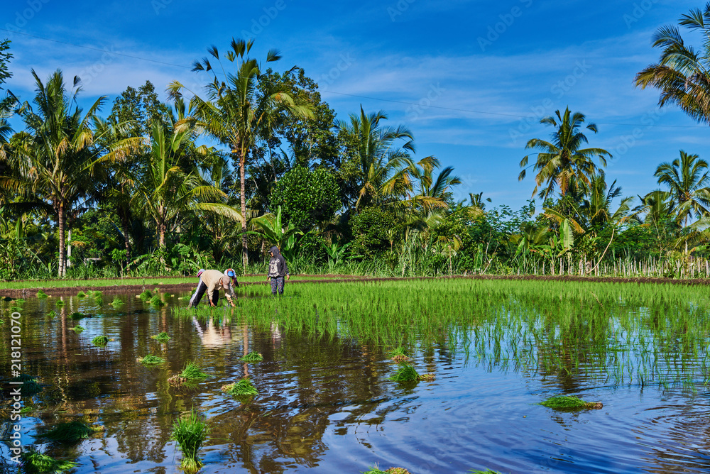 Obraz premium Farmers are planting rice in the fields in the rainy season. Rice seedlings were soaked with water to be prepared for planting. Rural work in field. View of the countryside on the blue sky background