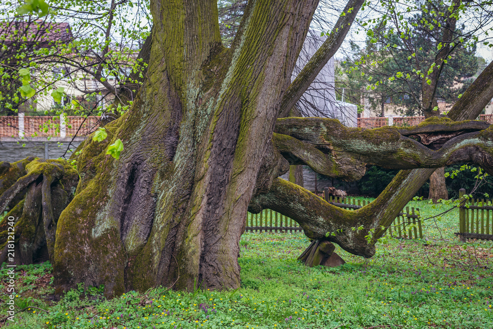900 years old lime tree in gardens of Bzenec Castle in Moravia region of Czech Republic